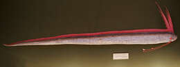 Image of oarfishes