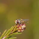 صورة Simosyrphus grandicornis (Macquart 1842)