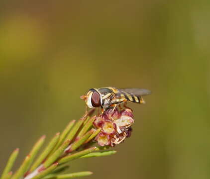 Image of Simosyrphus