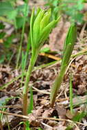 Image of Lilium martagon var. pilosiusculum Freyn