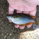 Image of Banded rainbowfish