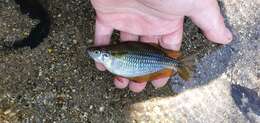 Image of Banded rainbowfish