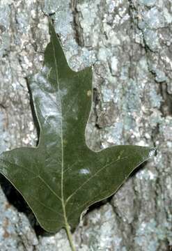 Image of Southern Red Oak