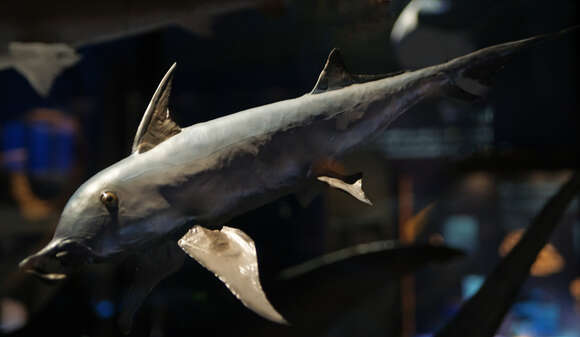 Image of American Elephantfish