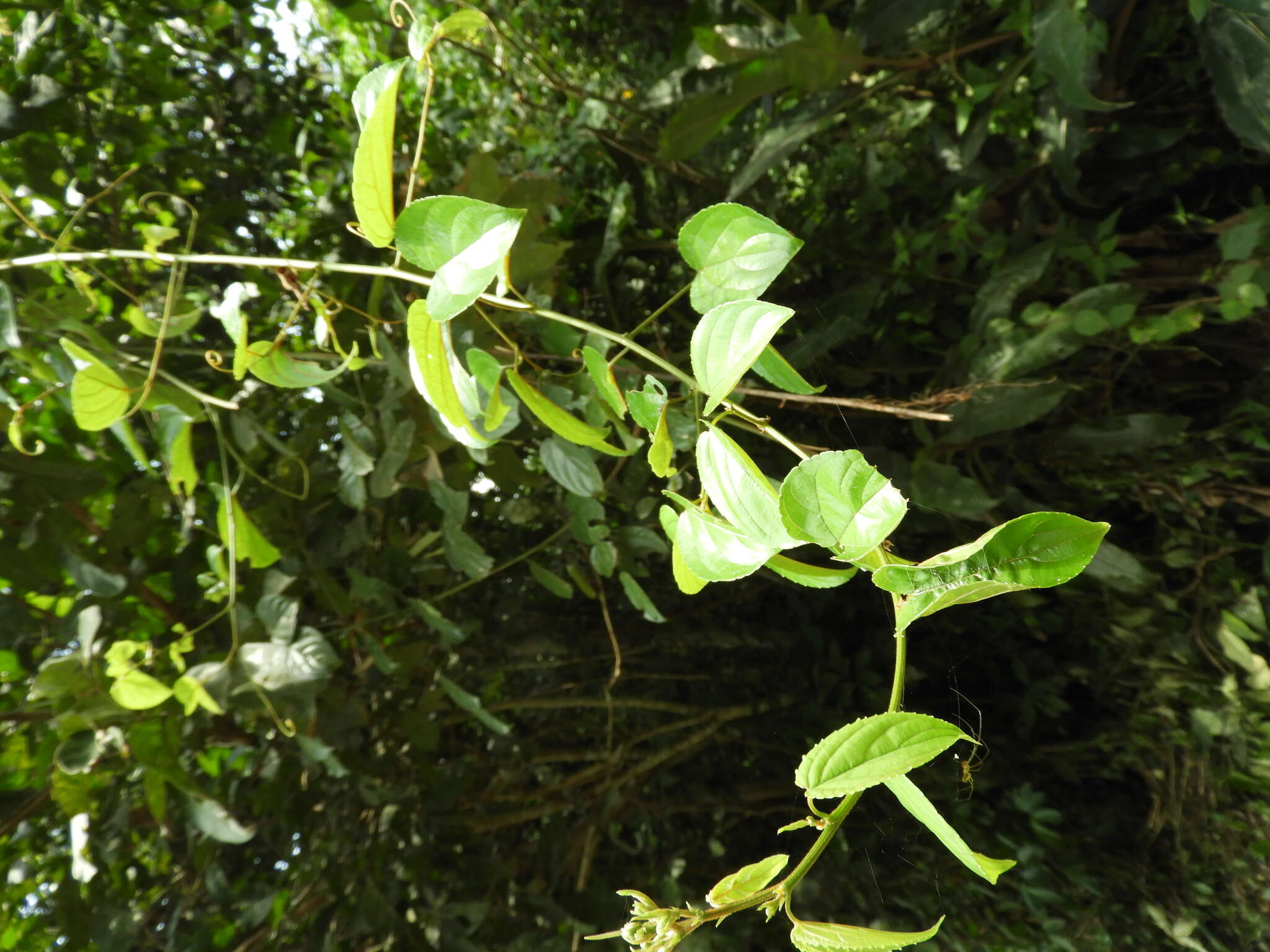 Image of Gouania longipetala Hemsl.