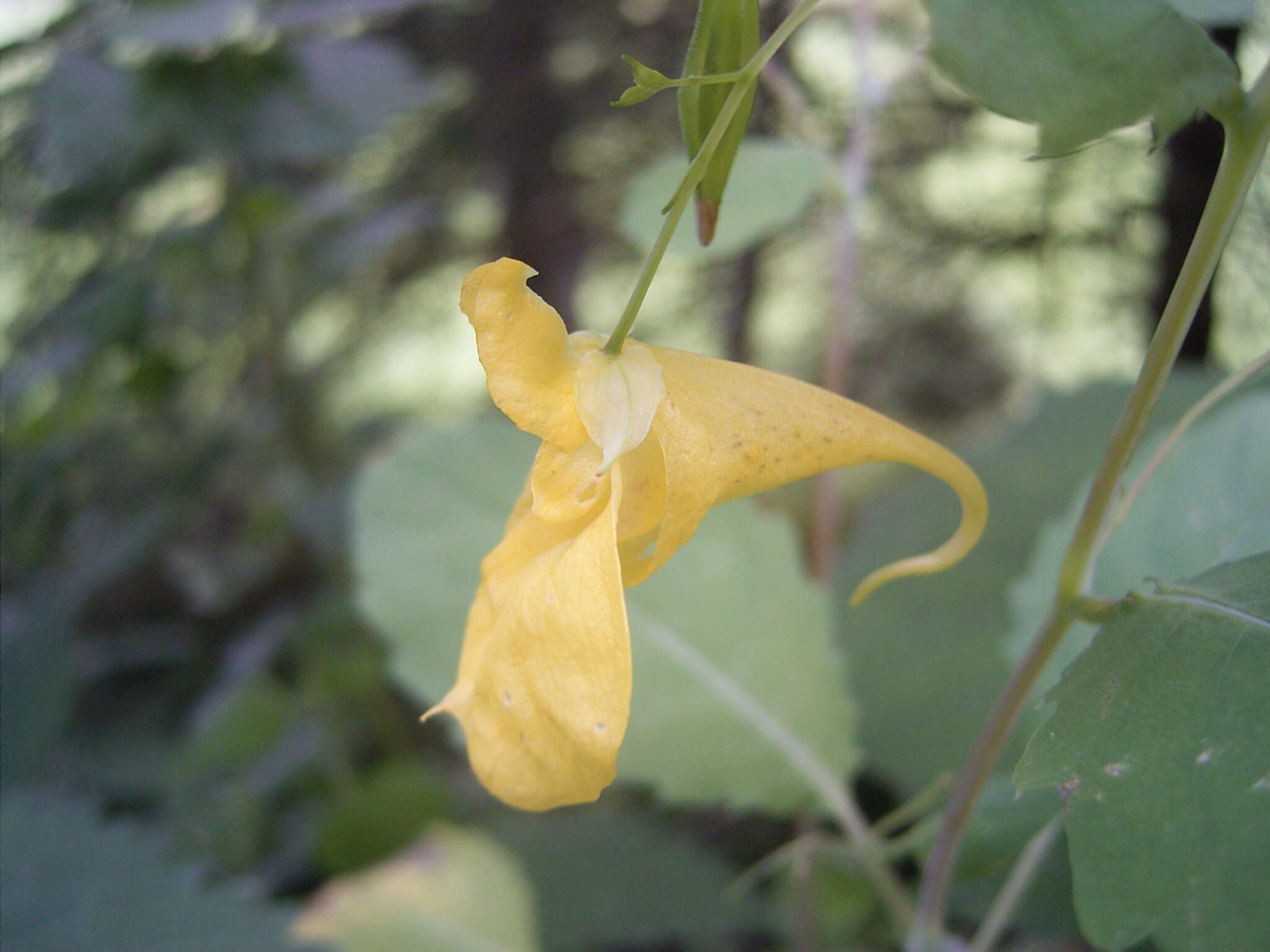 Image of Jewelweed