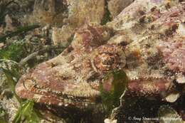 Image of Rock flathead