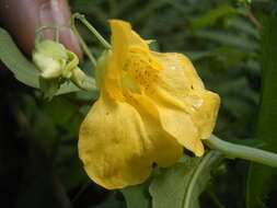 Image of Jewelweed