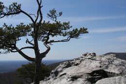 Image of Hickory Pine