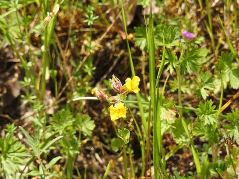 Image of Erythranthe guttata (DC.) G. L. Nesom