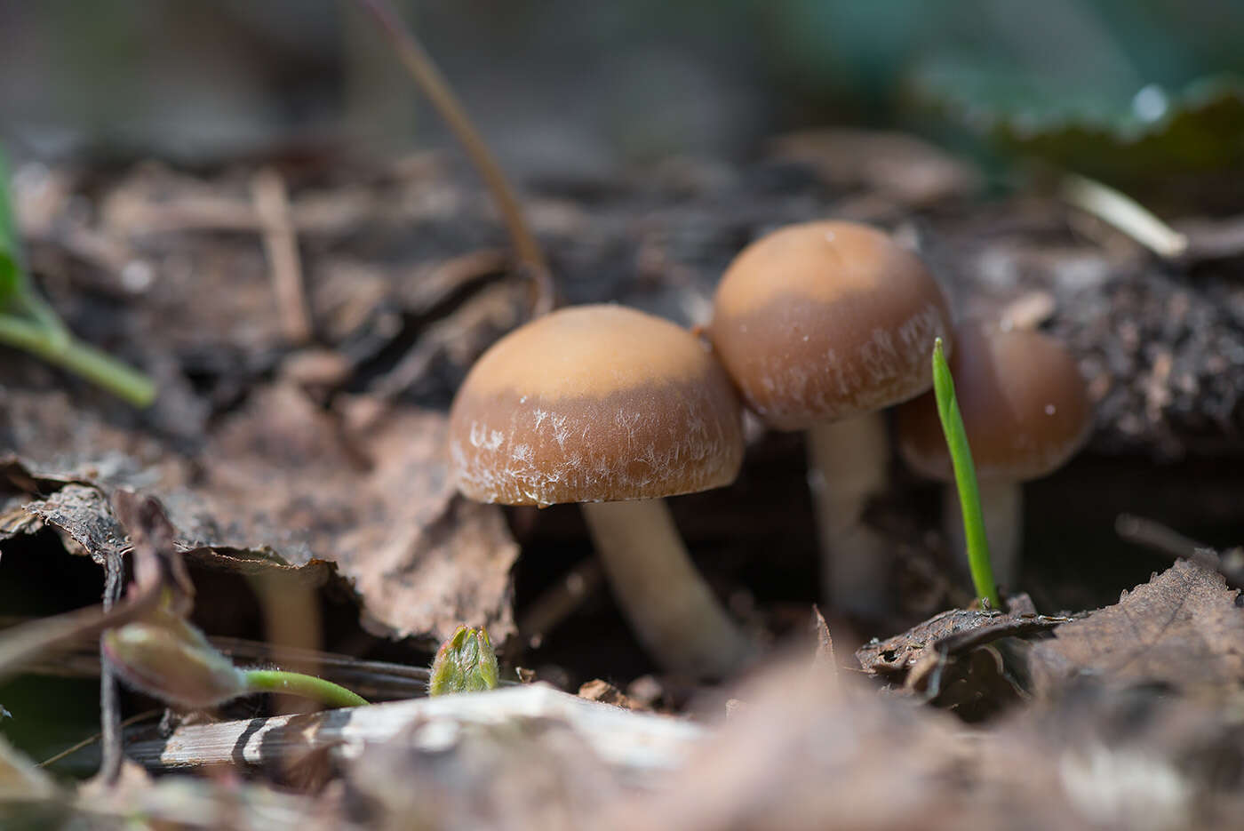 Image of Psathyrella spadiceogrisea (Schaeff.) Maire 1937