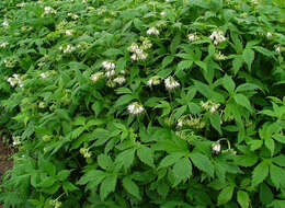 Image of eastern waterleaf