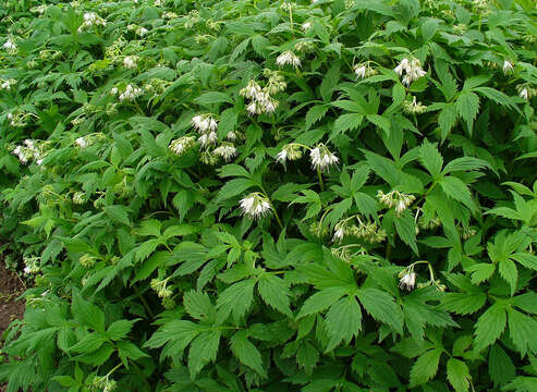 Image of eastern waterleaf