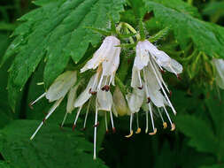 Image of eastern waterleaf