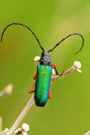 Image of Deltaspis rubriventris Bates 1880