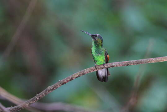 Image of Oaxaca Hummingbird