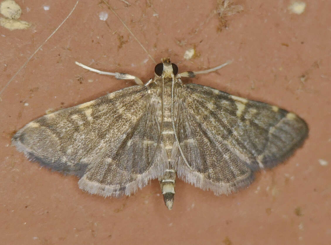 Image of Yellow-spotted Webworm Moth