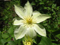 Image of Clematis