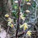 Aphyllorchis montana Rchb. fil. resmi