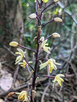 Image of Aphyllorchis montana Rchb. fil.