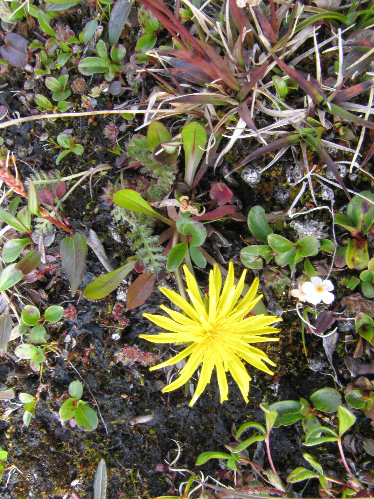 Слика од Taraxacum pseudoplatylepium B. A. Yurtsev