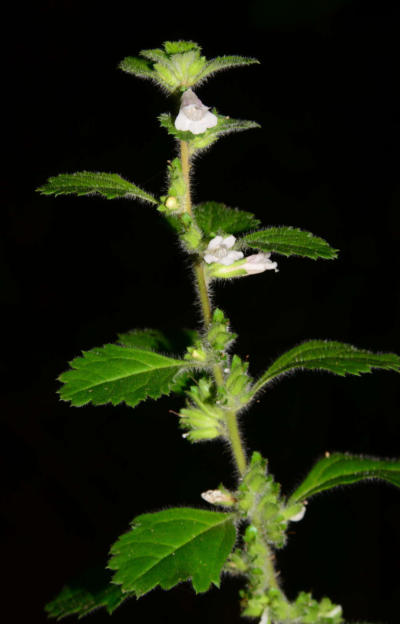 Image of Capraria frutescens (Mill.) Britton