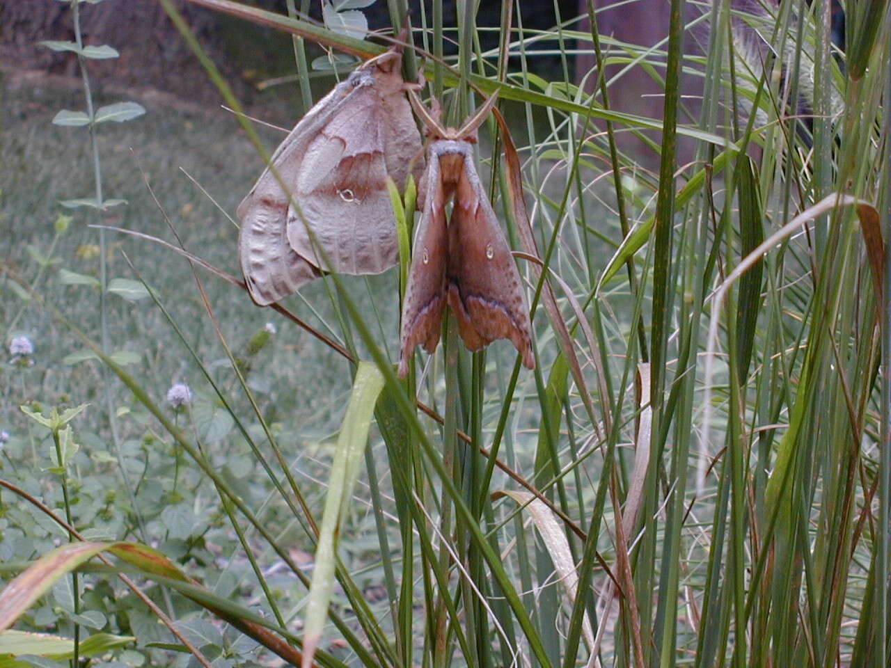 Image of Antheraea subgen. Telea Hübner (1819)