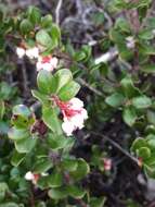 Слика од Arctostaphylos nummularia subsp. mendocinoensis (P. V. Wells) V. T. Parker, M. C. Vasey & J. E. Keeley