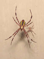 Imagem de Argiope appensa (Walckenaer 1841)