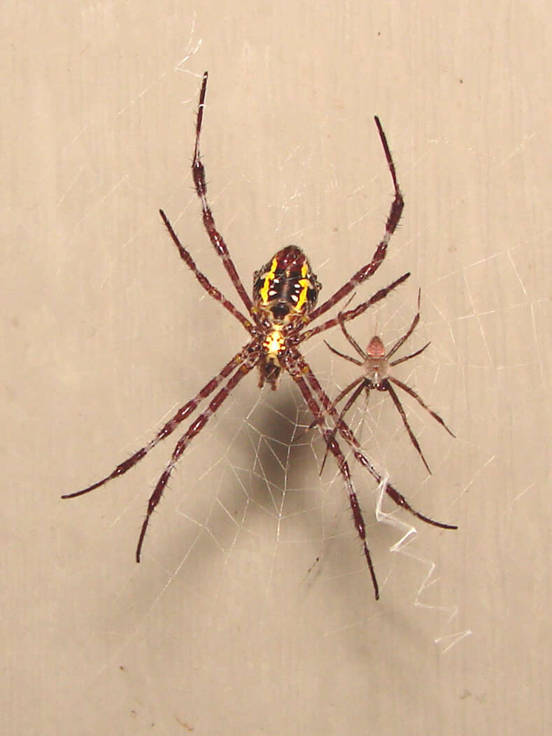 Image of Garden spider