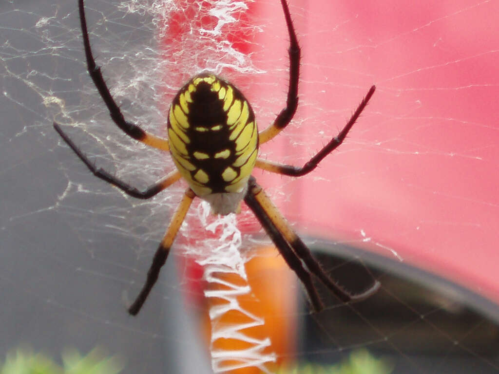 Image of Black-and-Yellow Argiope