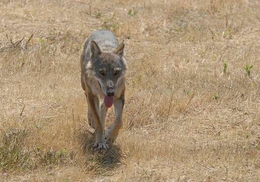 Image of Canis lupus italicus