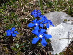 Plancia ëd Gentiana verna L.