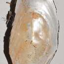 Imagem de Musculus niger (J. E. Gray 1824)