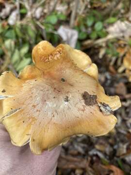 Image of Cortinarius turmalis Fr. 1838