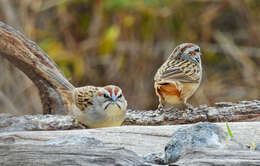 Image of Stripe-capped Sparrow