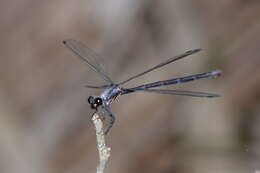 Image of azure flatwing