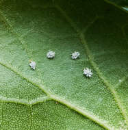 Image de Aleuroplatus coronata (Quaintance 1900)