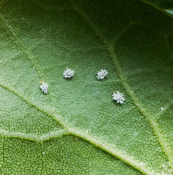 Image de Aleuroplatus