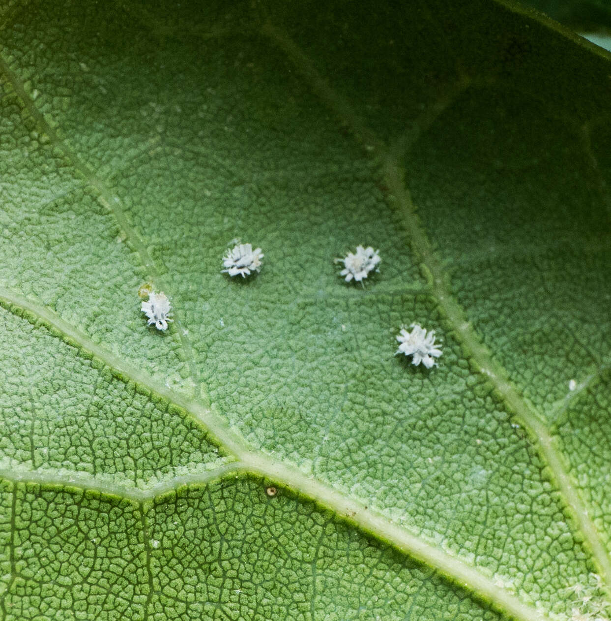 Image de Aleuroplatus coronata (Quaintance 1900)