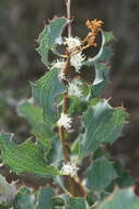 Image of Hakea undulata R. Br.