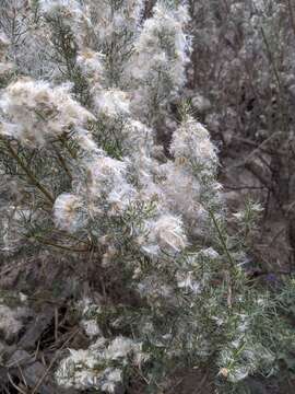 Plancia ëd Baccharis linearis (Ruiz & Pavón) Pers.