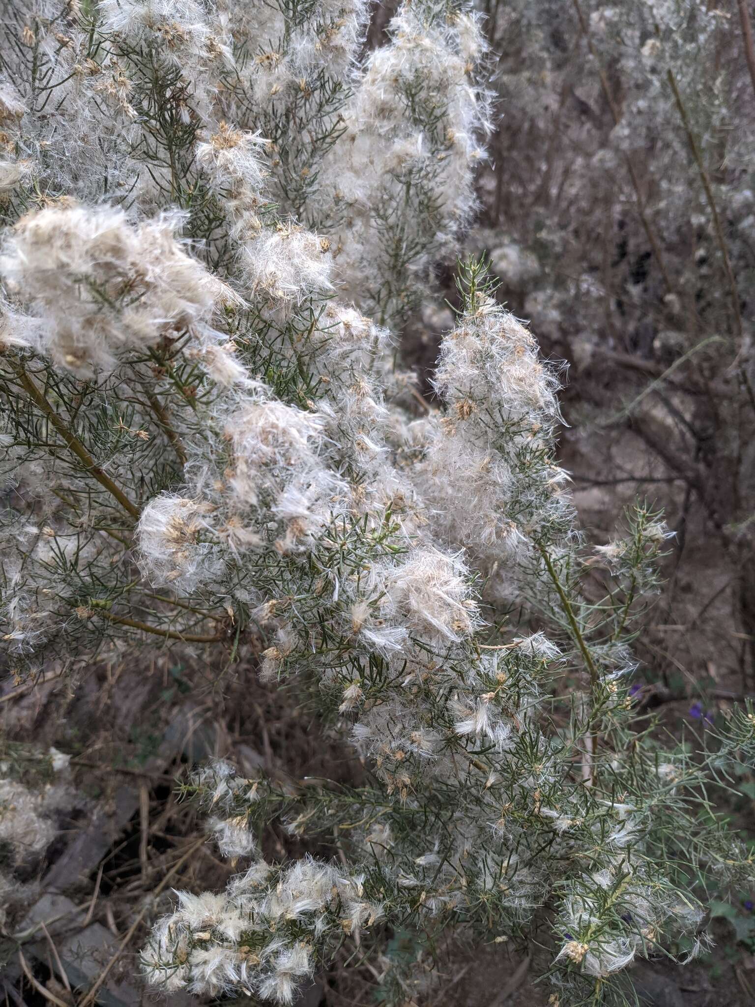 Image of Baccharis linearis (Ruiz & Pavón) Pers.