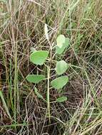 Image of semaphore thoroughwort