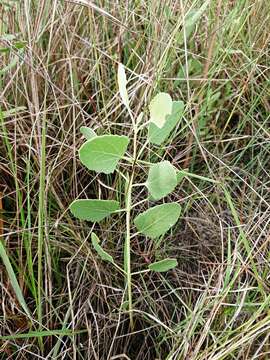 Image of semaphore thoroughwort