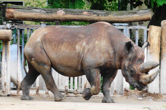 Image of Black Rhinoceros