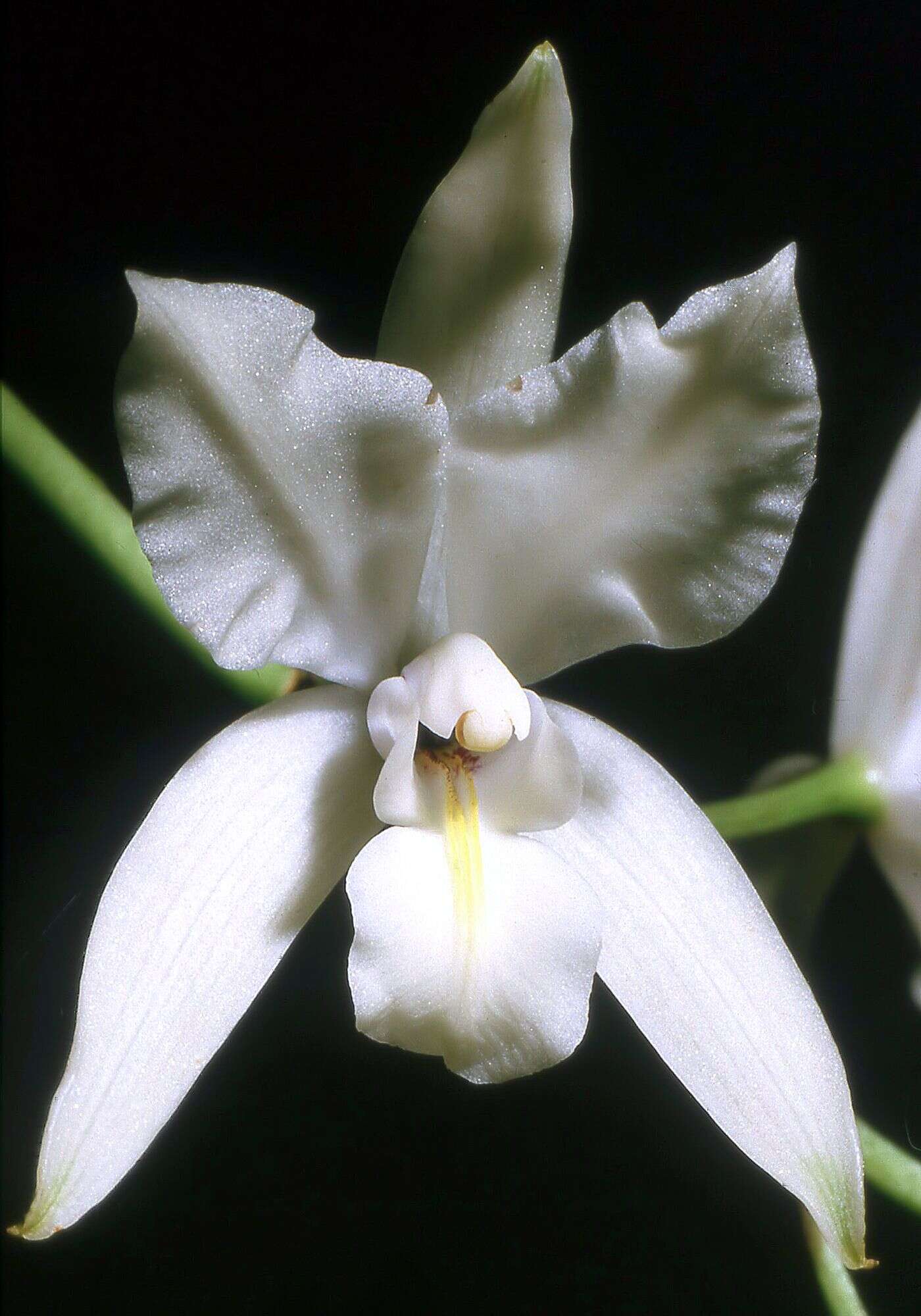 Image of laelia