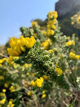 Image of Aspalathus capitata L.