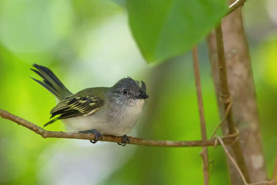 Image of Gray Elaenia