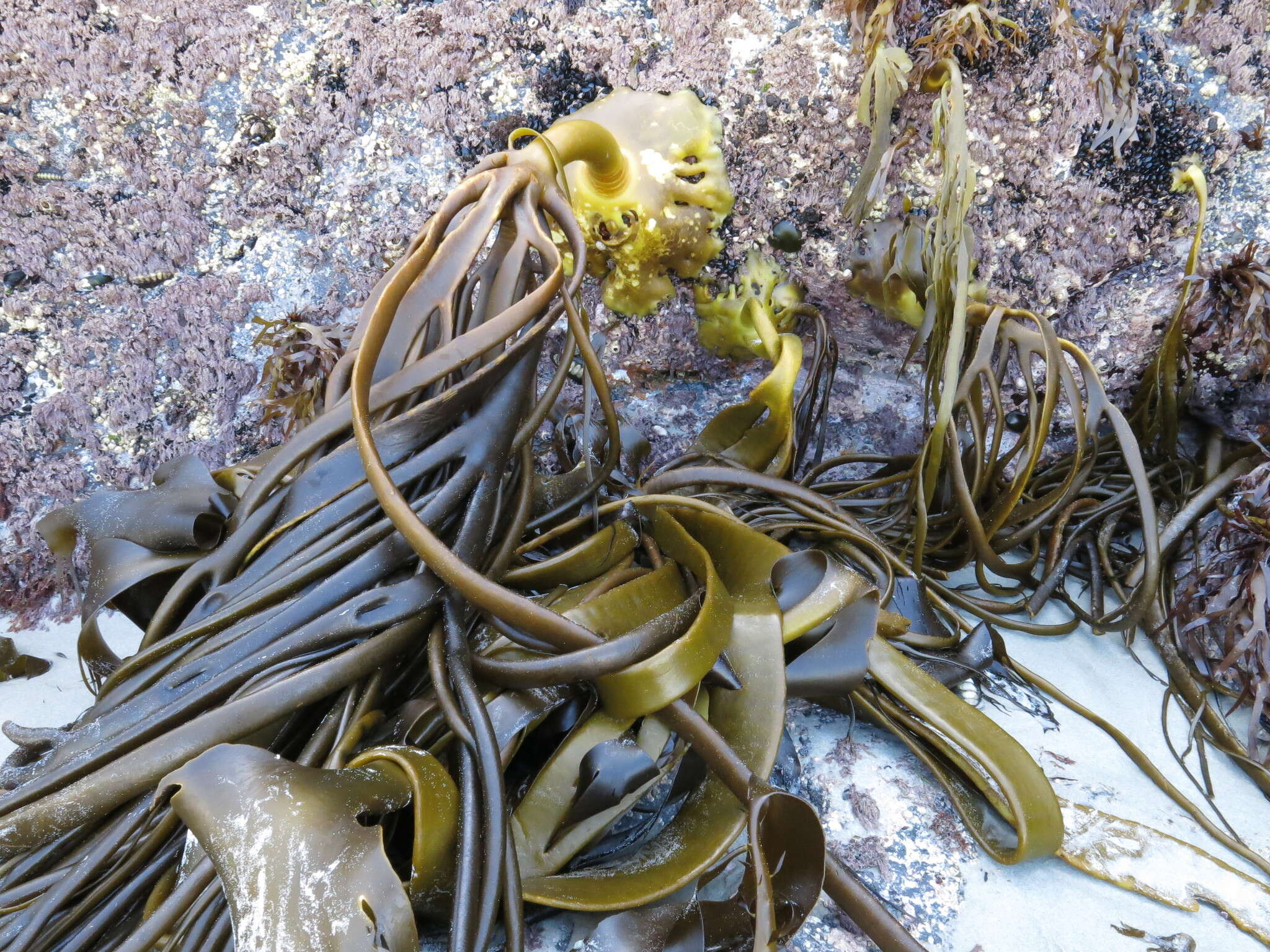 Image of New Zealand bull kelp